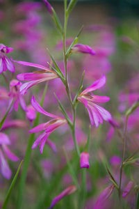 Heirloom Gladiolus Italicus Flower Seeds, Non-GMO Wild Gladiolus Blooms for Vibrant Garden Planting
