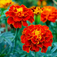 Marigold, French- Red Cherry