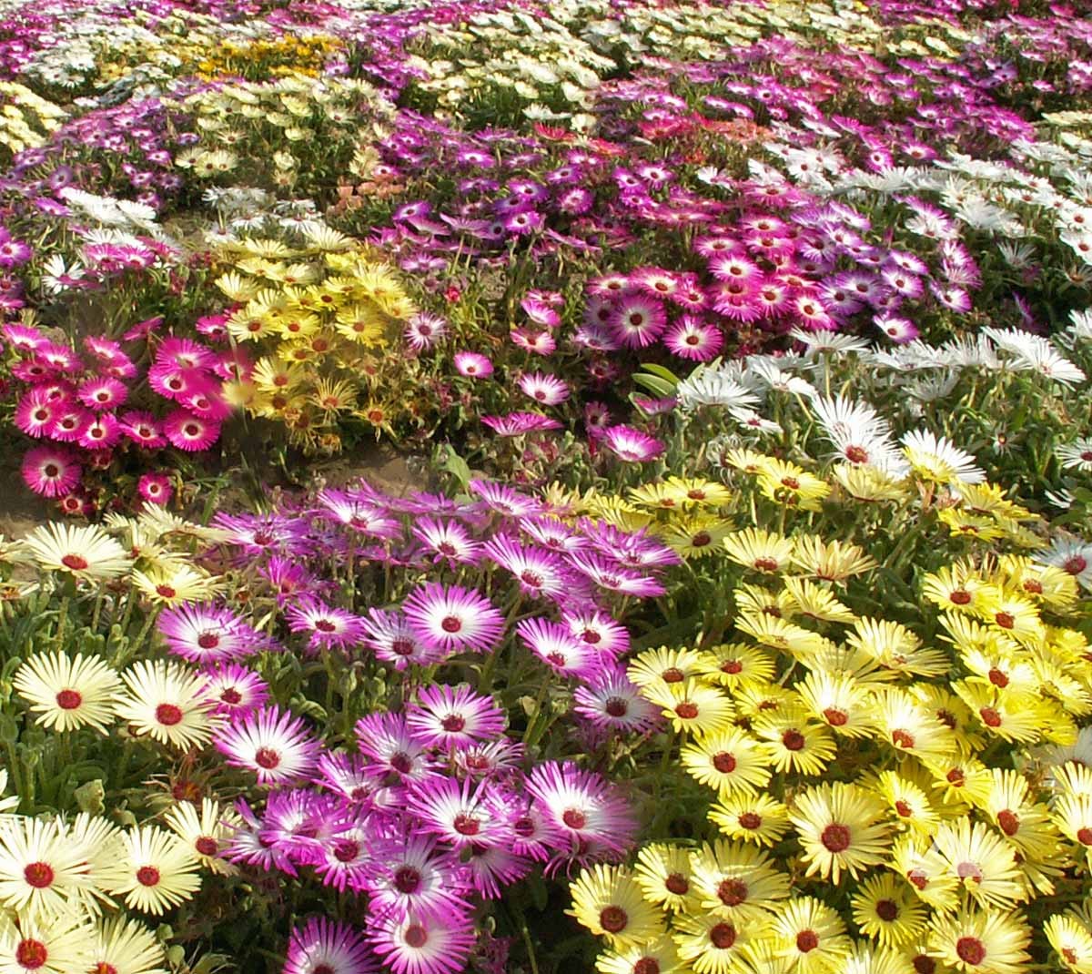 Livingstone Daisy Mix