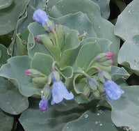 Mertensia Maritima Herb Seeds – Heirloom, Non-GMO, Oyster Leaf Seeds for Unique Garden Planting
