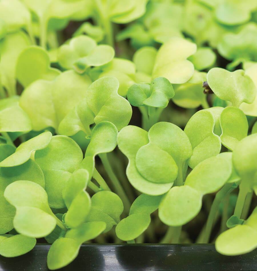 Pac Choi, Rosie – Microgreen Seed