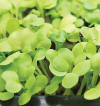 Pac Choi, Rosie – Microgreen Seed