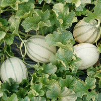 Melonade – Melon Seed