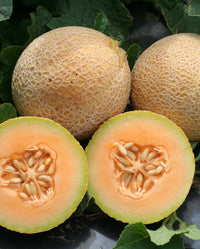 Tasty Bites – Melon Seed