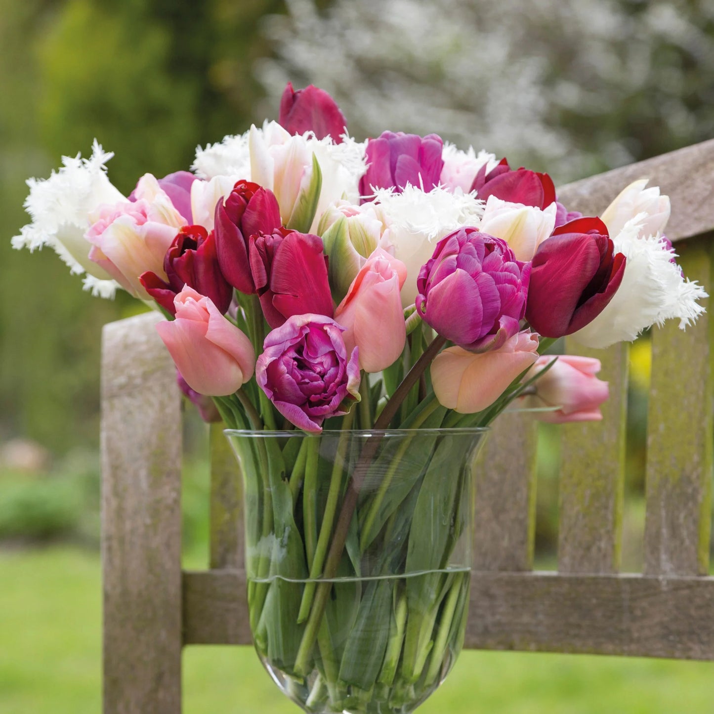 Garden Pillar Tulip Collection Seeds