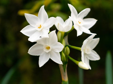 Fragrant Paperwhites Seeds