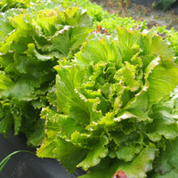 Nevada – Lettuce Seed