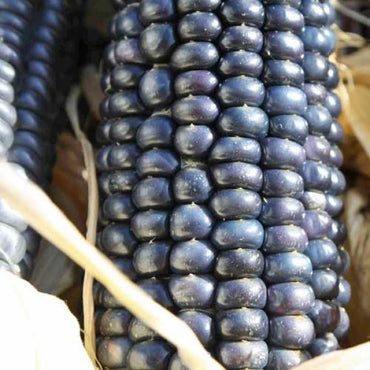 Jerry Petersen Blue – Organic Corn Seed