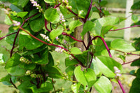 Red Malabar Spinach – Specialty Green Seed