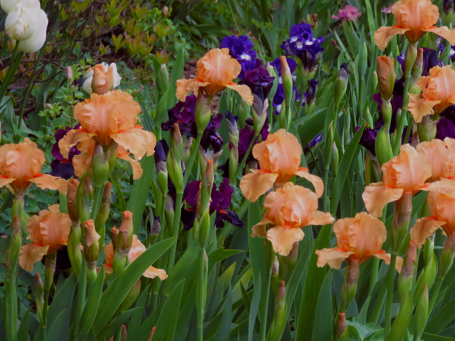 Many Mahalos Reblooming Bearded Iris Seeds