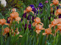 Many Mahalos Reblooming Bearded Iris Seeds