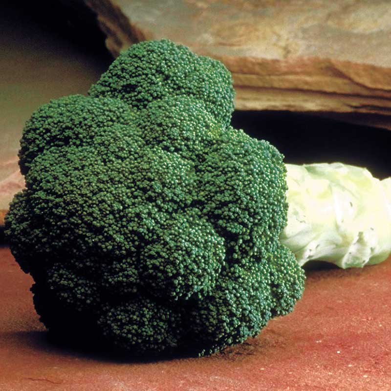Marathon – Broccoli Seed