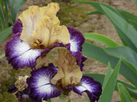 Margin Call Bearded Iris Seeds