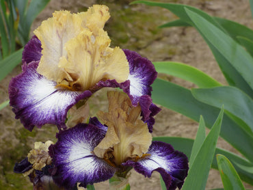 Margin Call Bearded Iris Seeds