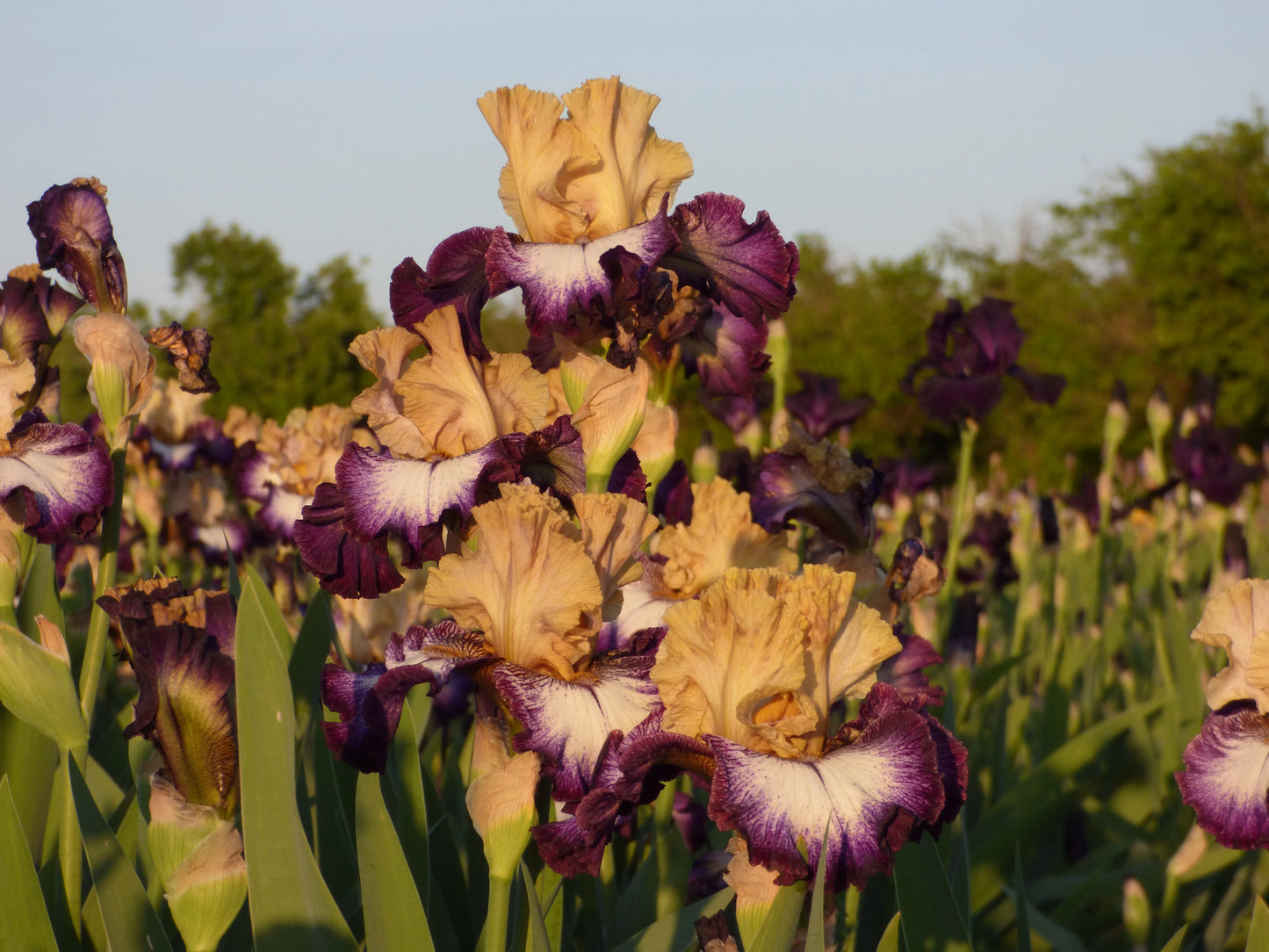 Margin Call Bearded Iris Seeds