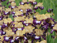 Margin Call Bearded Iris Seeds