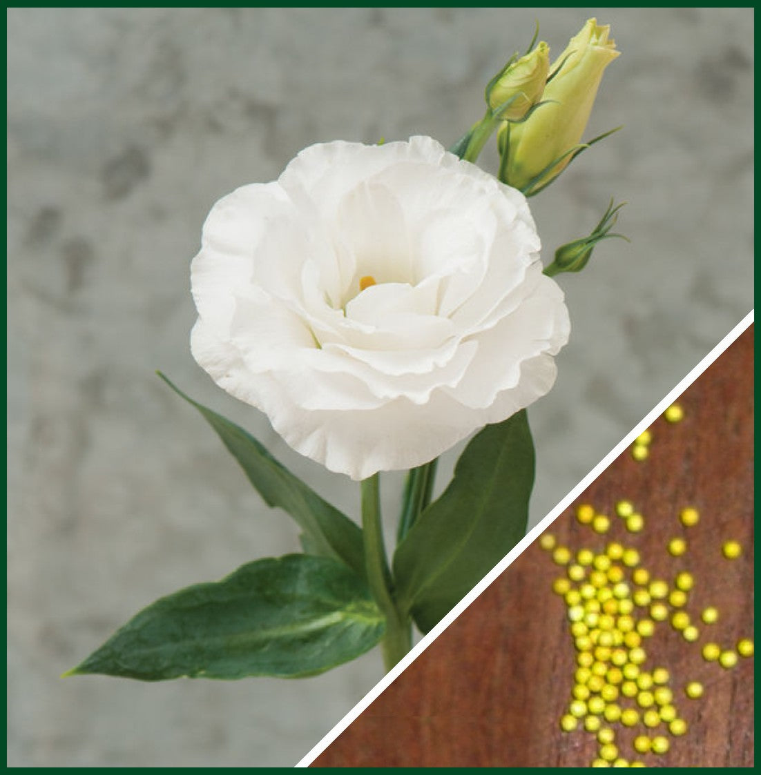 Mariachi Pure White Lisianthus