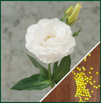 Mariachi Pure White Lisianthus