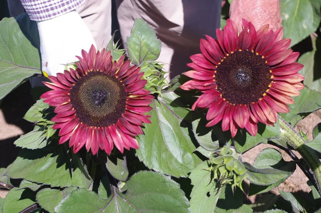 Sunflower- Compact Lilac Spray F1