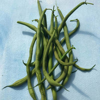 Maxibel – Bean Seed