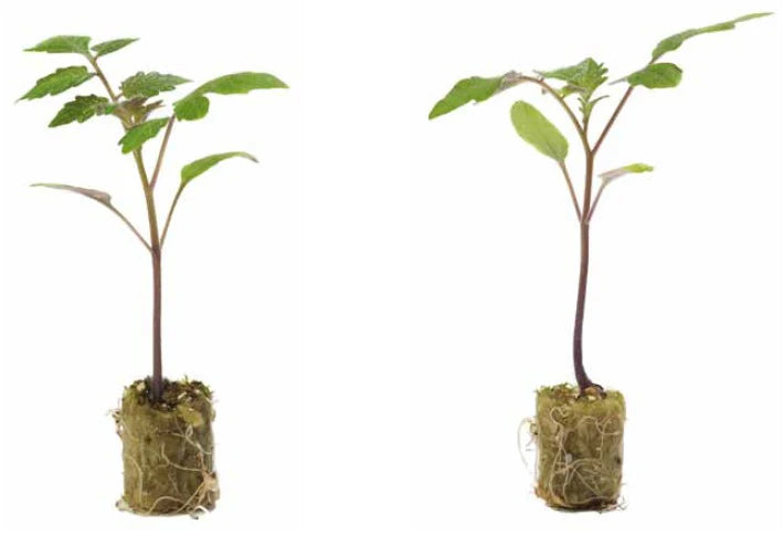 Maxifort – Tomato Seed