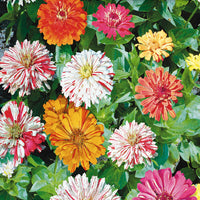 Candy Chrysanthemum Flower Seeds