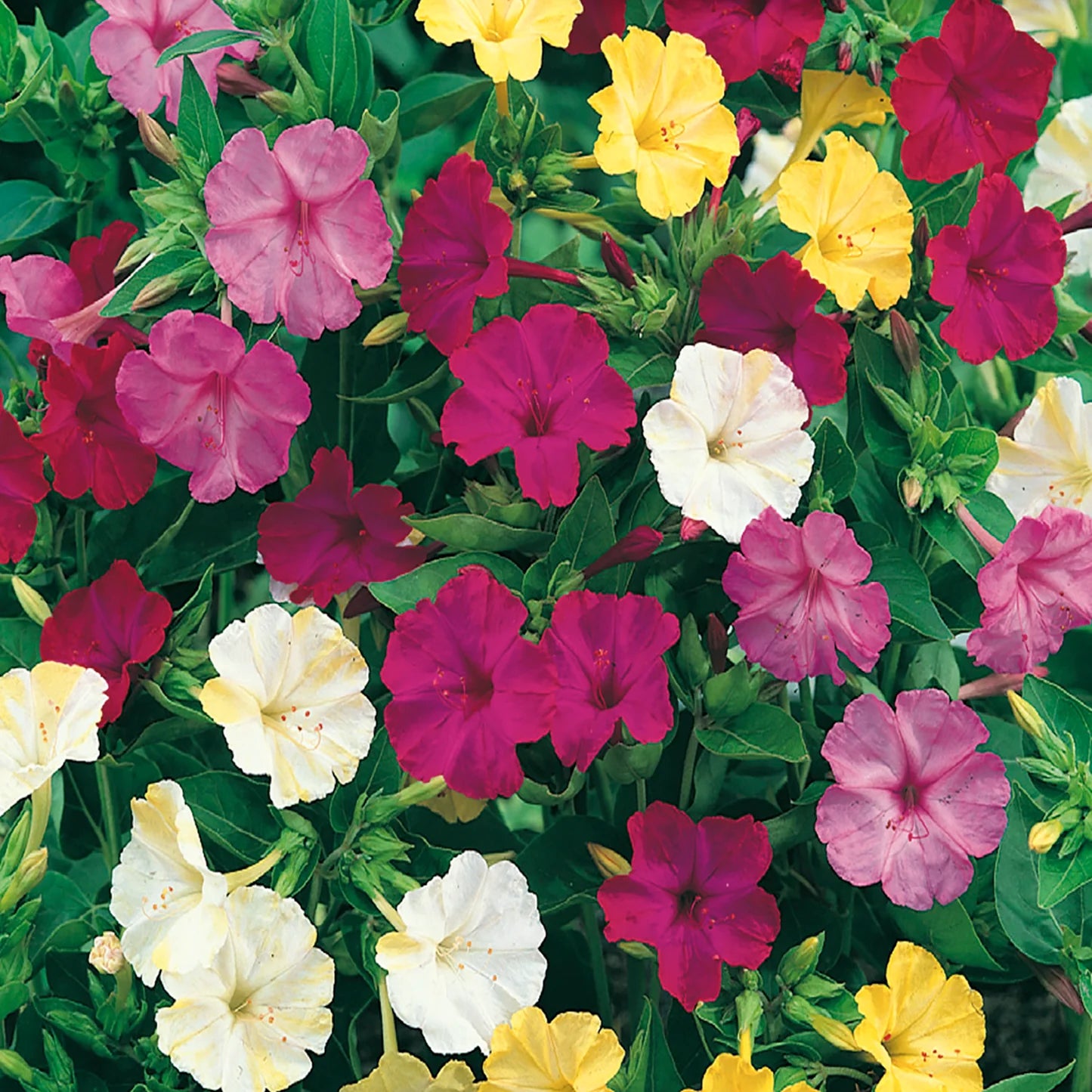 Four O'Clocks- Tall Mix