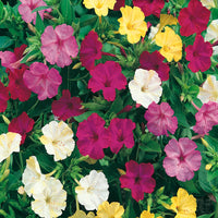 Four O'Clocks- Tall Mix