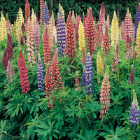 Lupines Mixture