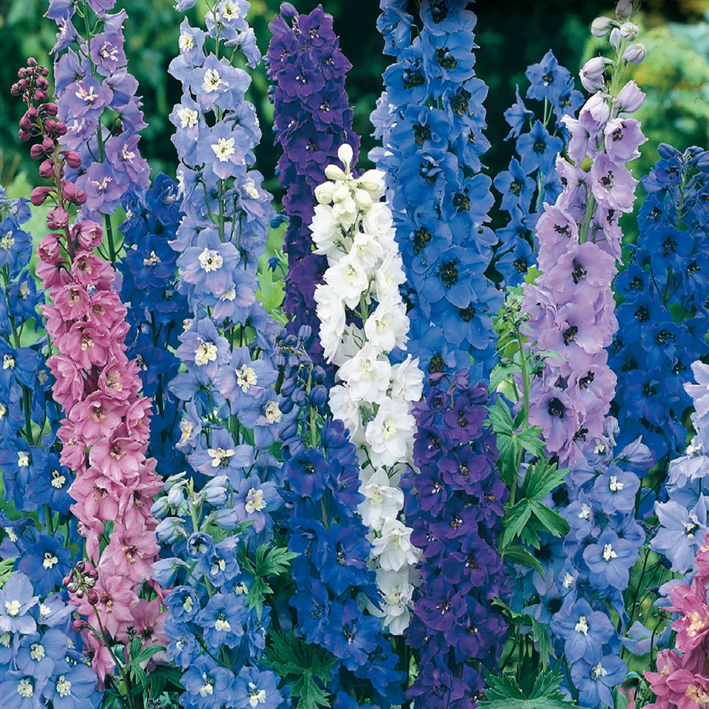 Delphinium- Pacific Giants Mix