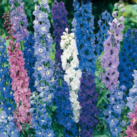 Delphinium- Pacific Giants Mix