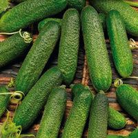 Chaperon – Cucumber Seed