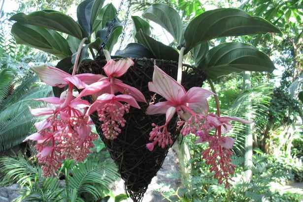 Heirloom Non-GMO Chandelier Plant Seeds for Planting – Unique Succulent Garden Seeds