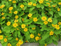 Heirloom Non-GMO Melampodium Paludosum Flower Seeds for Planting – Bright Compact Blooms for Garden Borders