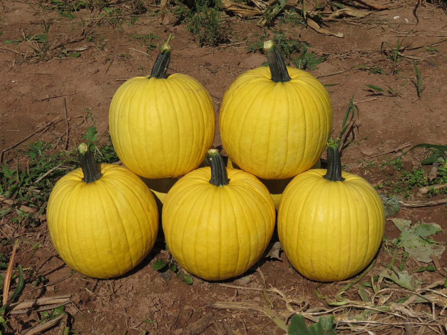 Mellow Yellow – Pumpkin Seed