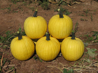 Mellow Yellow – Pumpkin Seed