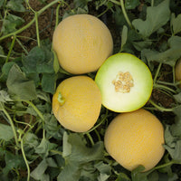 Diplomat – Melon Seed