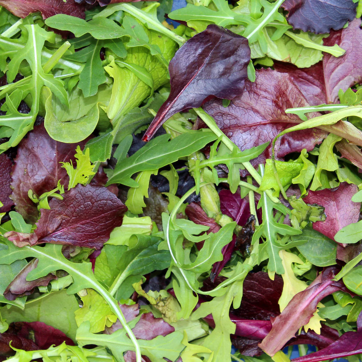 Encore Lettuce Mix – Organic Vegetable Seed