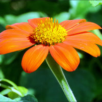 Mexican Sunflower- Goldfinger