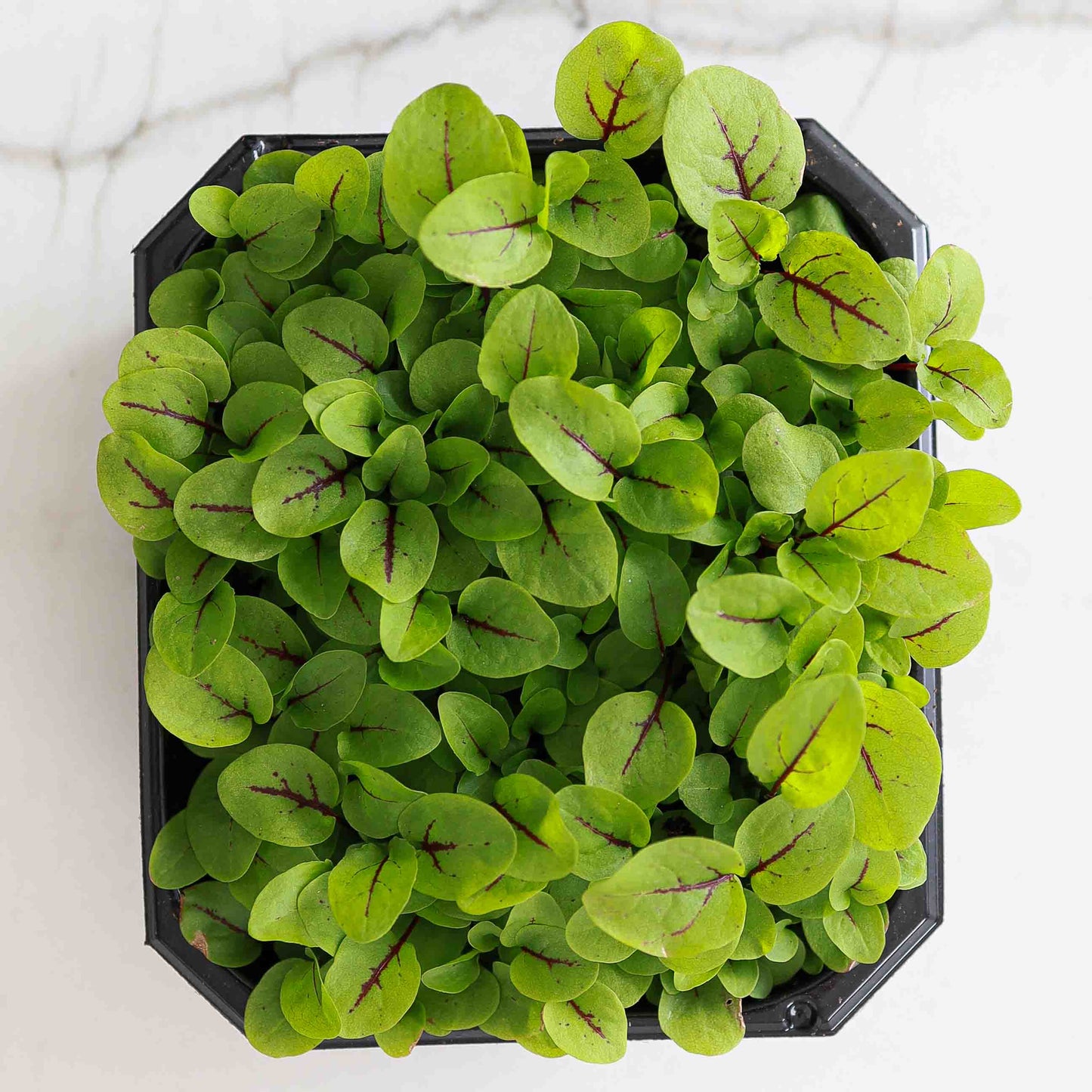 Sorrel, Red Veined – Microgreen Seed