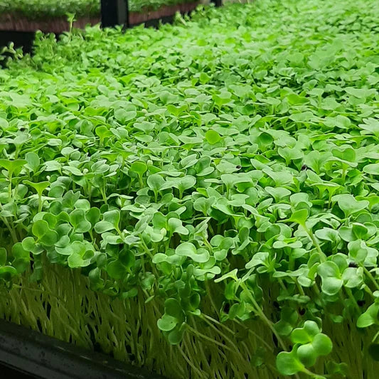 Alfalfa – Organic Microgreen Seed