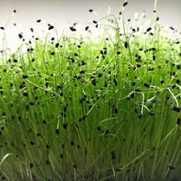 Scallion – Organic Microgreen Seed