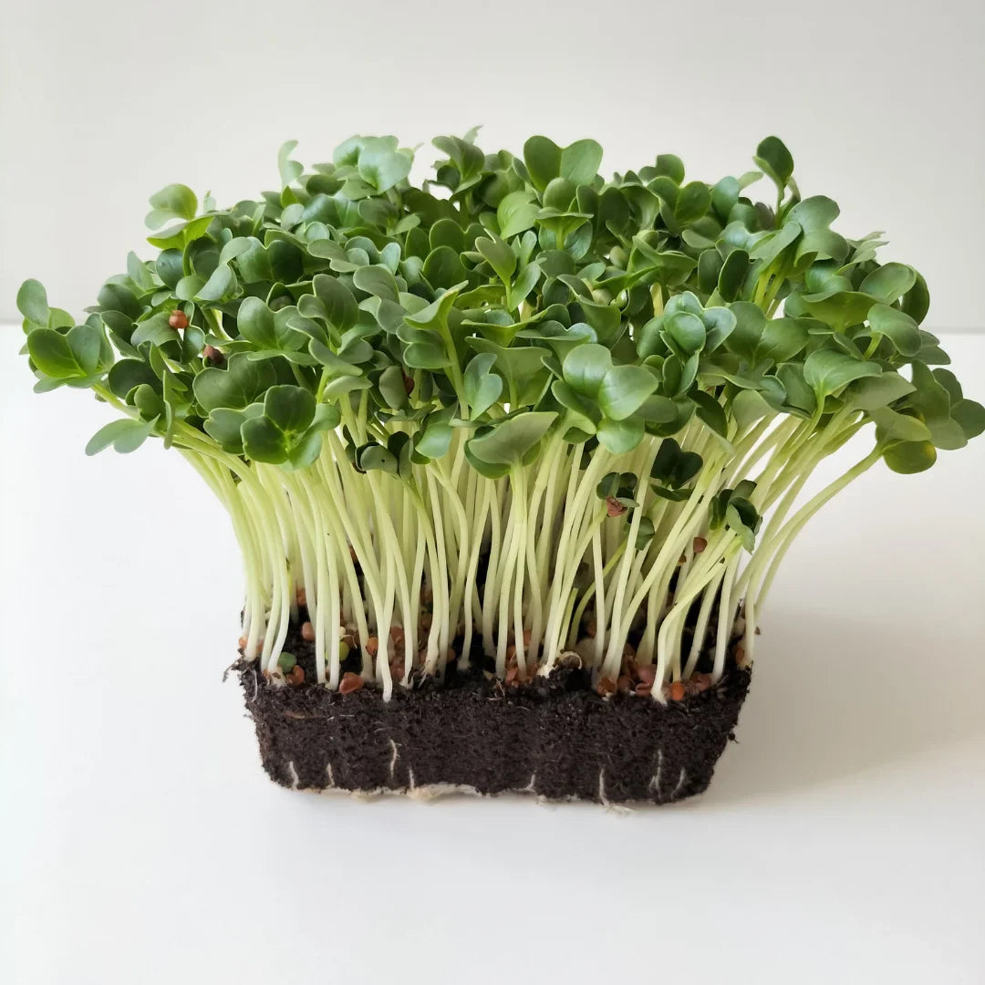 Radish, Daikon – Organic Microgreen Seed