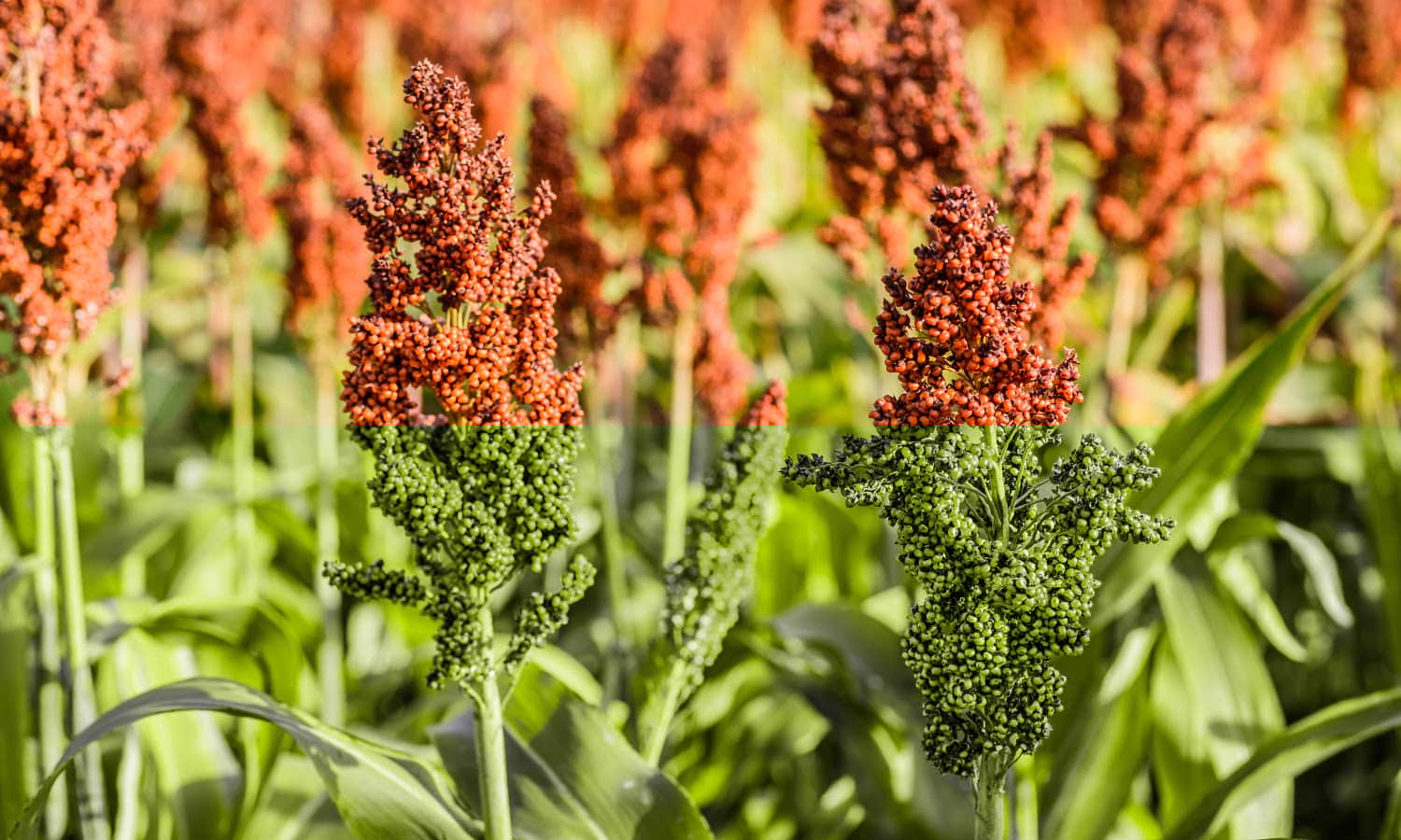 Heirloom Sorghum Flower Seeds, Non-GMO Ornamental Grass Blooms for Garden and Landscape Planting for planting in home garden