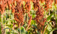 Heirloom Sorghum Flower Seeds, Non-GMO Ornamental Grass Blooms for Garden and Landscape Planting for planting in home garden