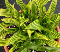 Siberian Tiger Hosta