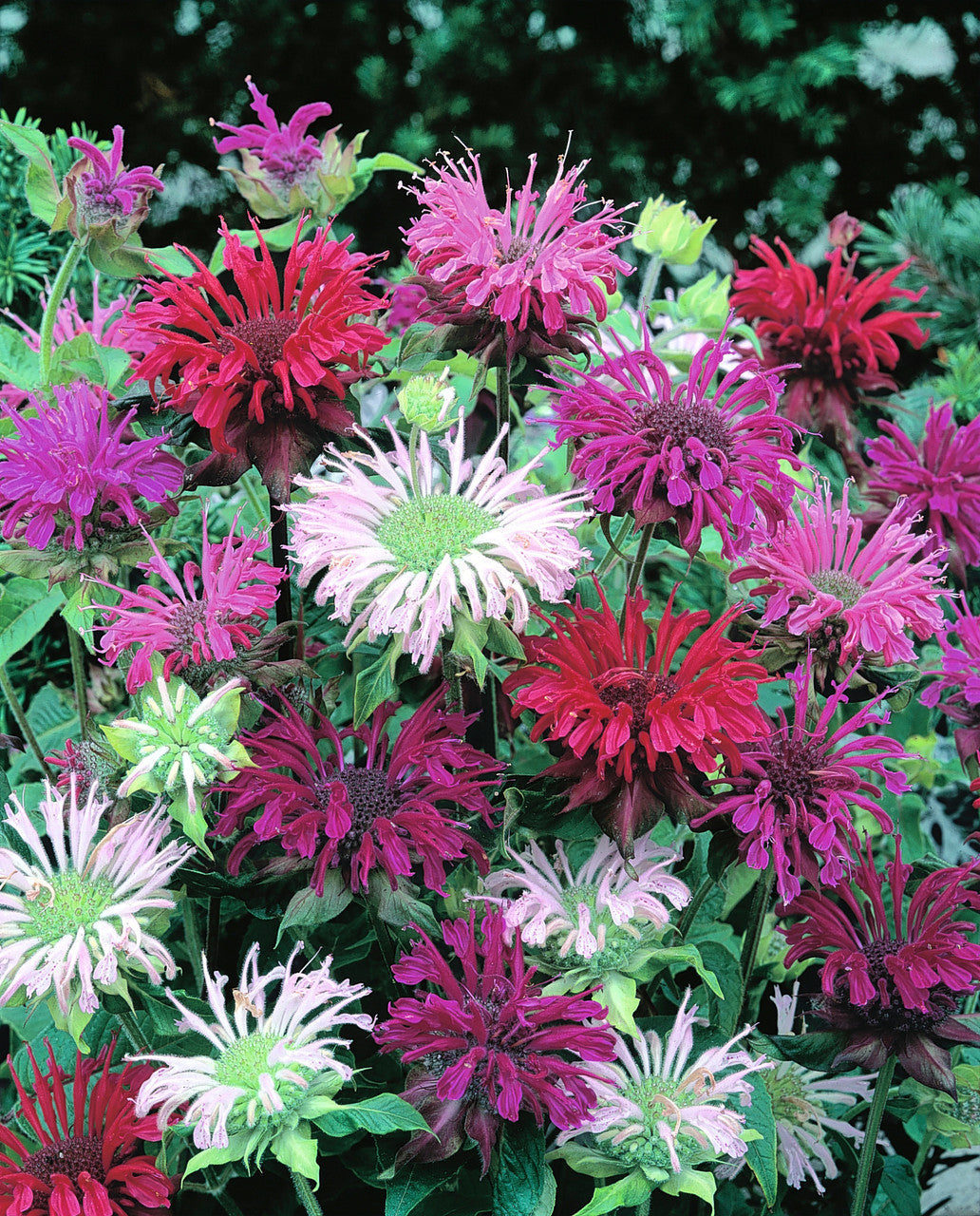 Mix Bergamot Flower Seeds for Planting, Heirloom, Non-GMO Seeds for planting in home garden