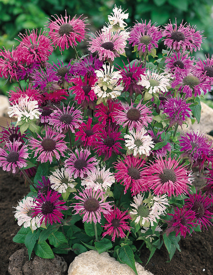 Mix Bergamot Flower Seeds for Planting, Heirloom, Non-GMO Seeds