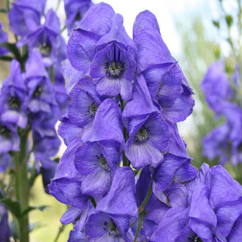 Monkshood