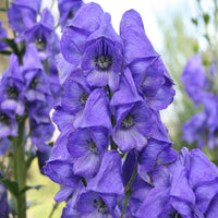 Monkshood